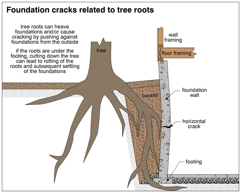 Foundation cracks related to tree roots