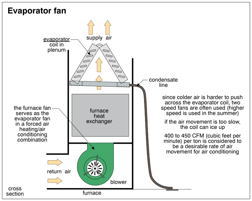 Evaporator fan