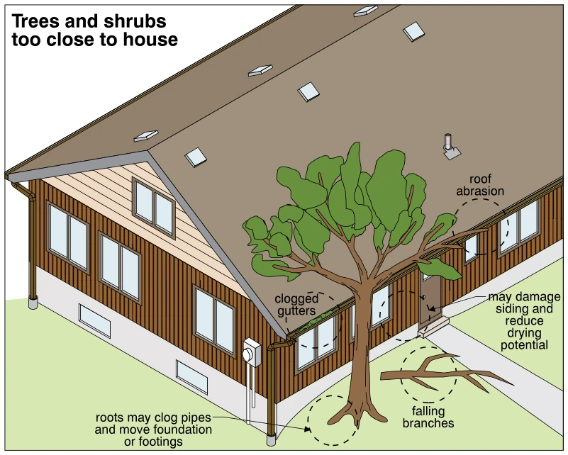 Trees and shrubs too close to house